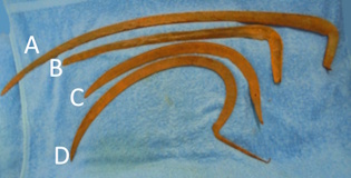 Vanha  ruosteinen viikatteenter� tai sirpinter�, T15