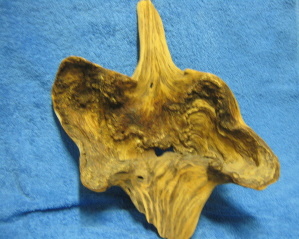 Puinen seinkoriste, luonnon muokkaama, S367