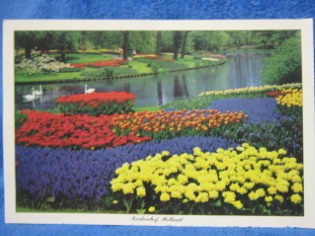 Keukenhof, Holland, painokuva kartongilla, S434
